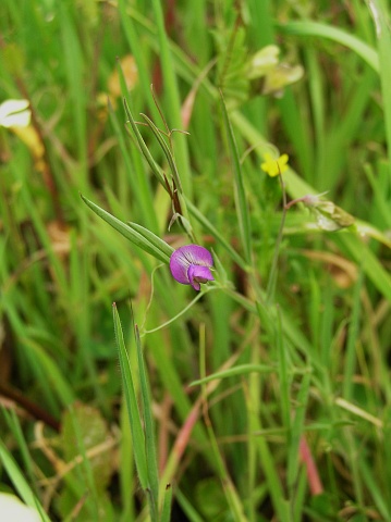 lathyrus_angulatus.jpg