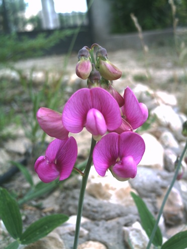 lathyrus_tremolsianus.JPG