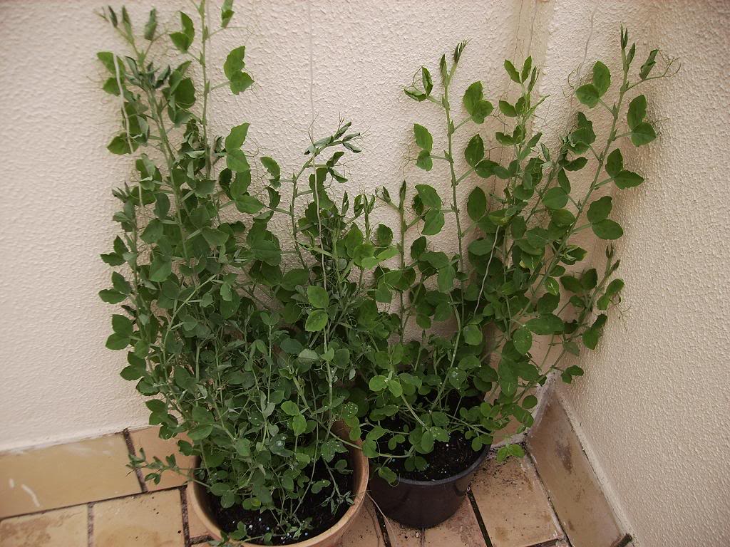 Lathyrusbis.jpg