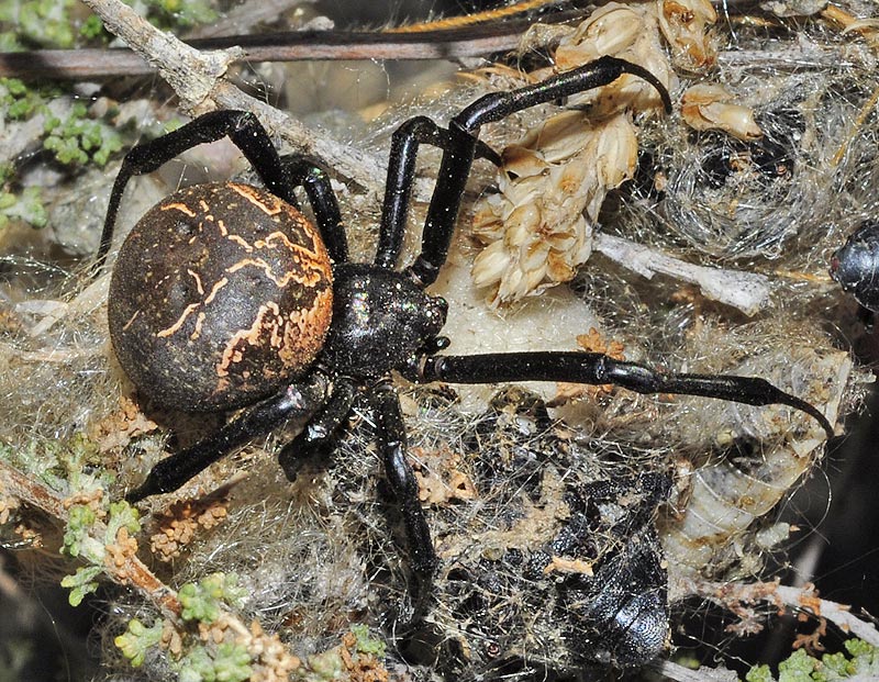 Latrodectus+lilianae++%25284%2529.jpg