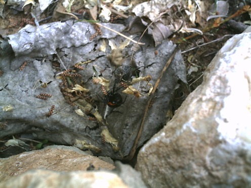 latrodectus_tredecimguttatus.JPG