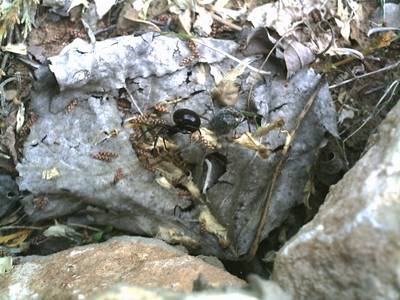 latrodectus_tredecimguttatus_3_.JPG