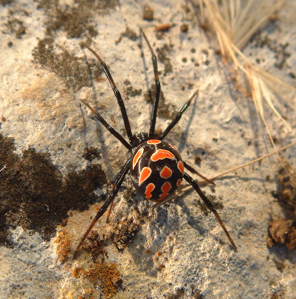 Latrodectus_tredecimguttatus_female.jpg