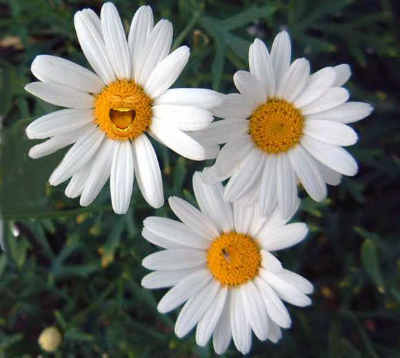 LaughingDaisy.jpg