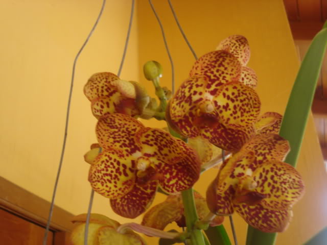 laultti002.jpg