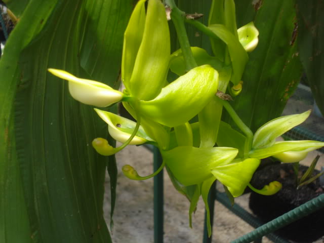 laultti003.jpg