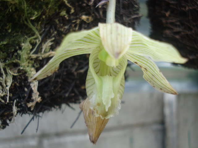 laultti004.jpg