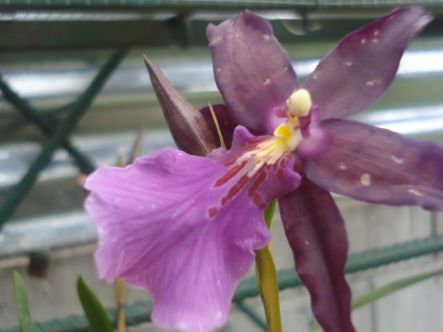 laultti005.jpg