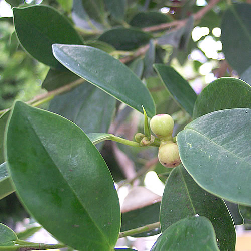 laurel%20de%20indias%20-%20fruto%20-2.jpg
