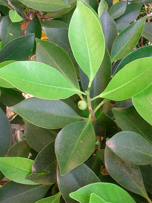 laurel_india3.jpg