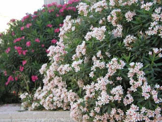 laurelflor.jpg