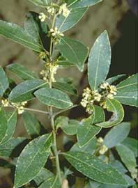 laurus-nobilis-hojas.jpg