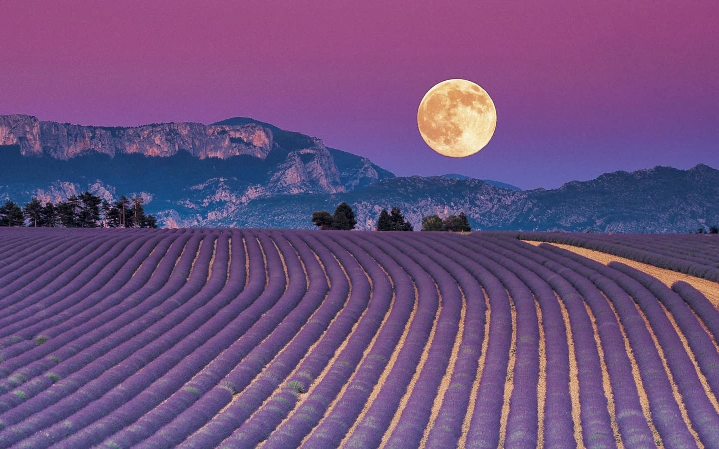 lavanda+15.jpg