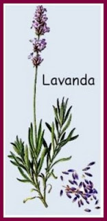 lavanda-F.jpg