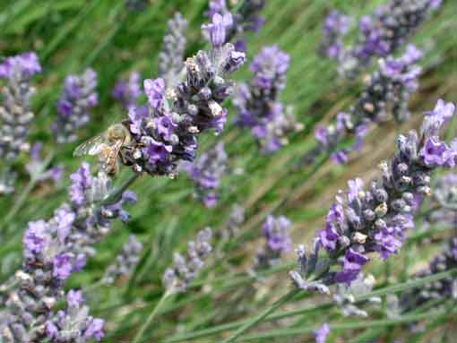lavanda.jpg