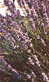 lavanda.jpg