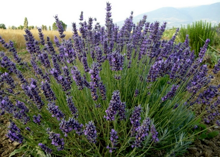 lavanda.jpg