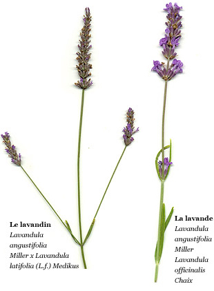 lavanda-lavandin.jpg