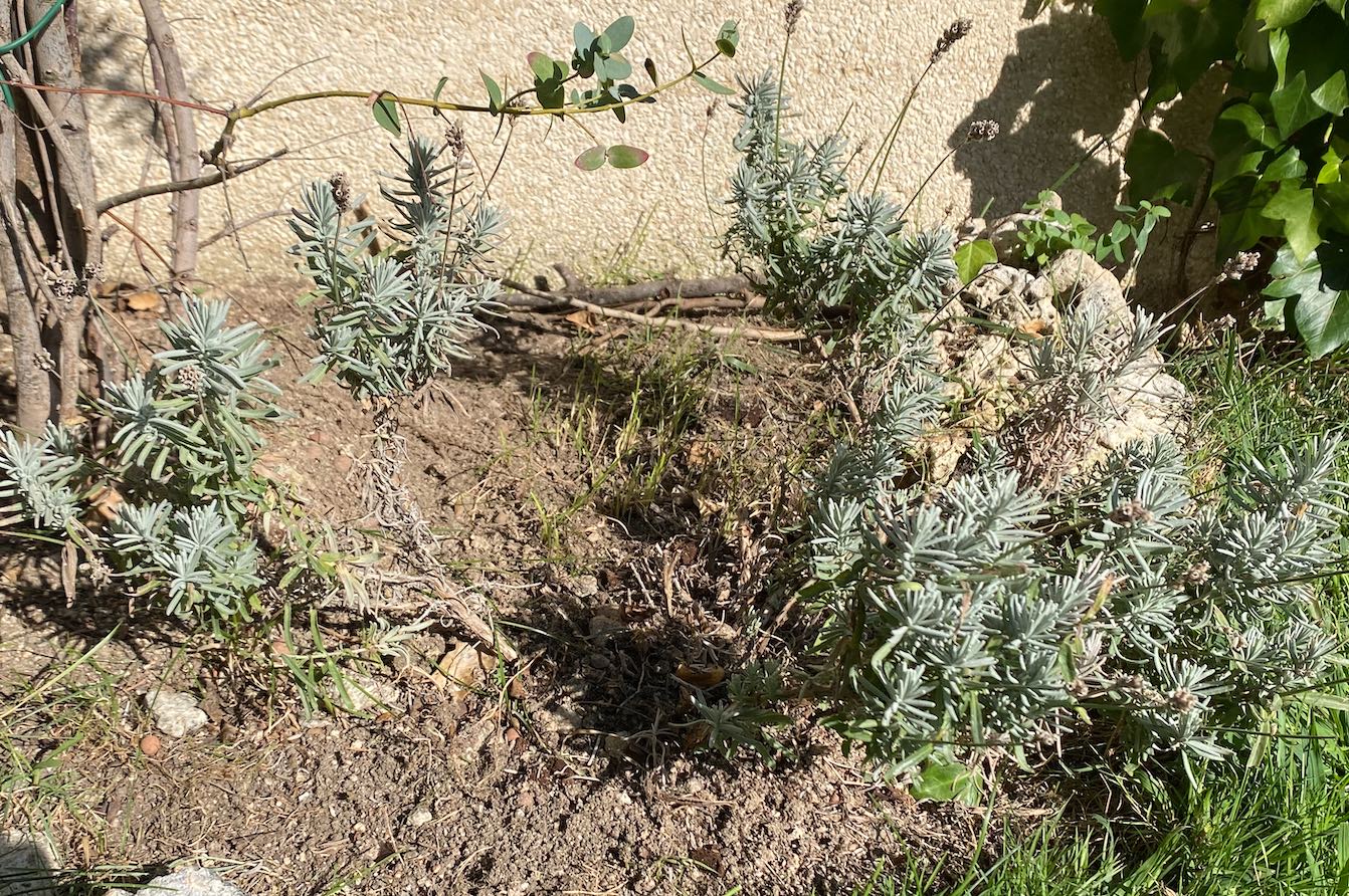 Lavanda-planta-completa.jpg