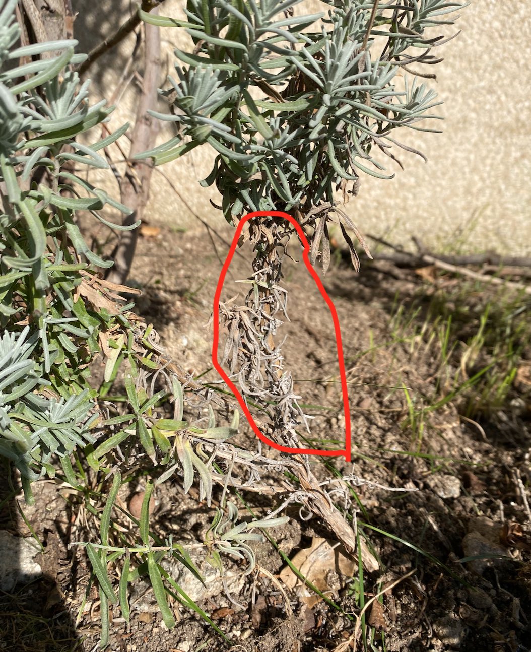 Lavanda-rama-seca.jpg