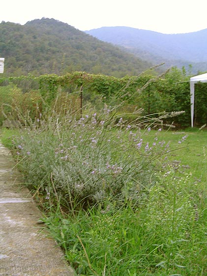 lavanda_2.jpg