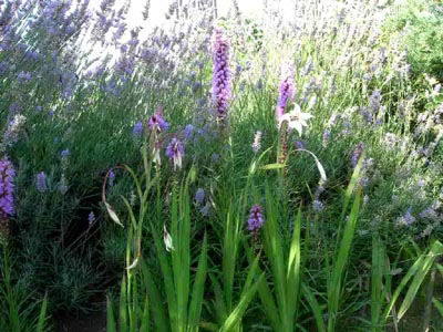 Lavandas%20y%20eremurus..jpg