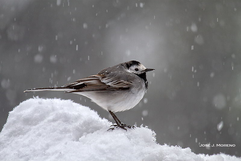 lavandera-en-la-nieve_4208.jpg
