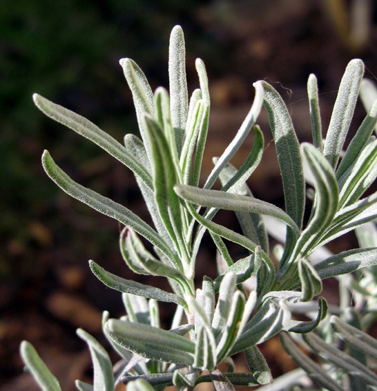 Lavandula%20PLT%2020-1-09%20004.jpg