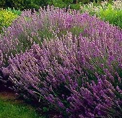 lavandula-angustifolia-01.jpg