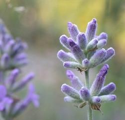 lavandula-angustifolia-02.jpg