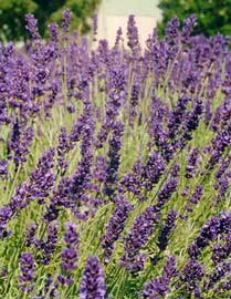 lavandula-angustifolia-flor.jpg