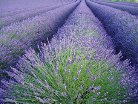 lavandula-officinalis-alfazema.jpg