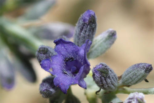 Lavandula_angustifolia.JPG