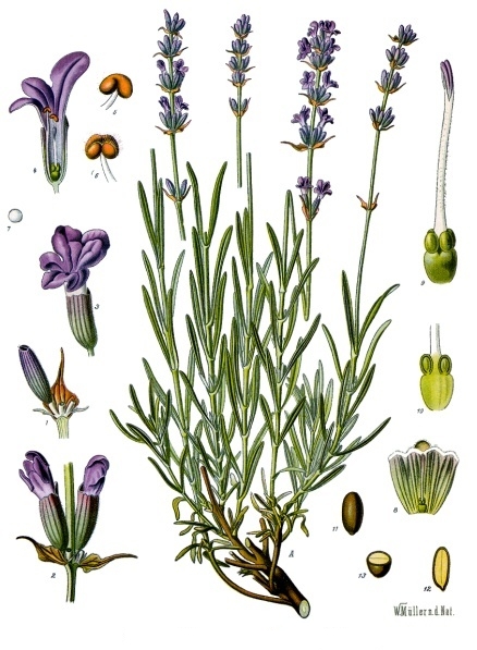 Lavandula_angustifolia_-_K%C3%B6hler%E2%80%93s_Medizinal-Pflanzen-087.jpg