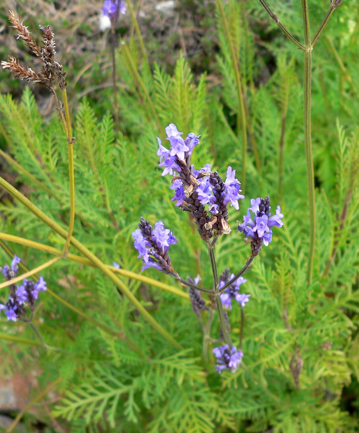Lavandula_canariensis_2.jpg