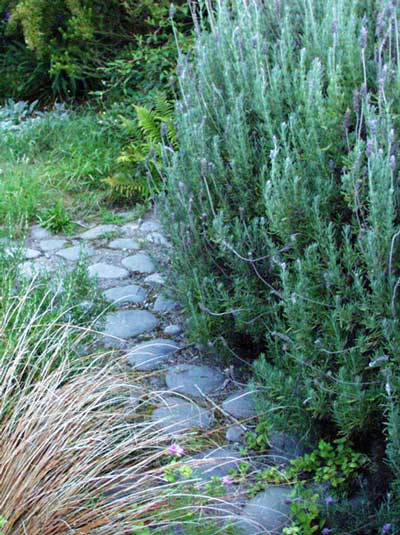 lavender-rosemary-garden-path.jpg