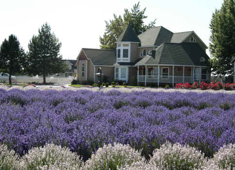 Lavender_House.jpg