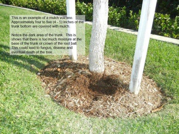 Lawn_Care_Tips_And_Tree_Care.jpg