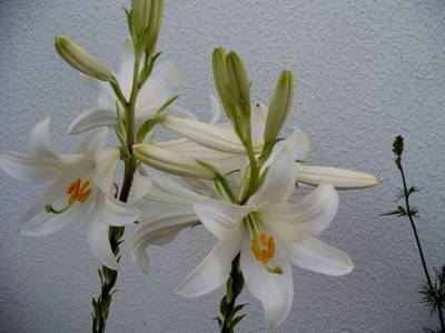 lcandidum_16mai07.JPG