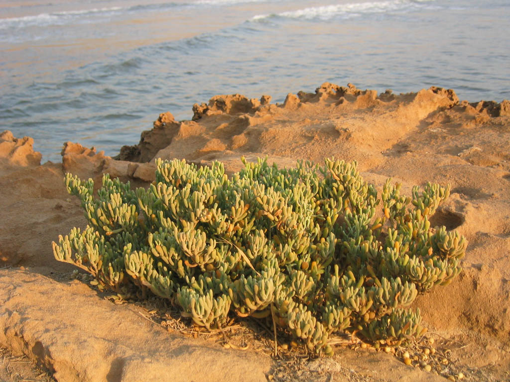 le%20maroc%202003%20336.jpg