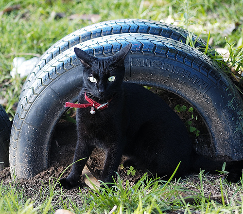 Le-chat-et-le-pneu-n-2.jpg