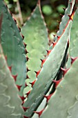 LE723_AGAVE_BOLDINGHIANA.jpg