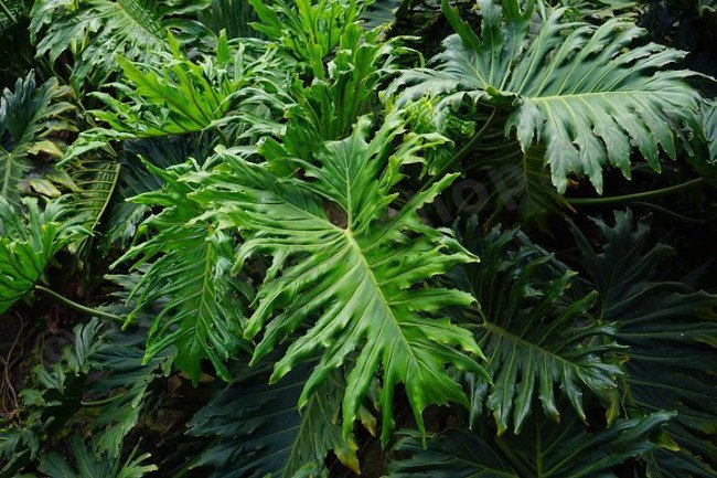 leaves-375611__480.jpg