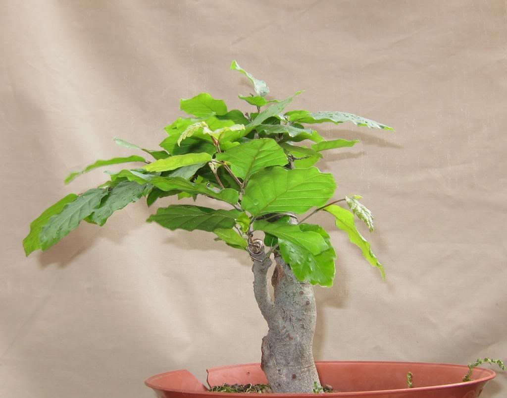 leaves1.jpg