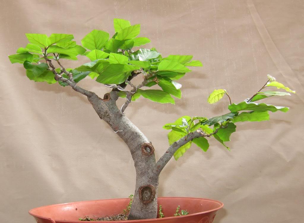 leaves12.jpg