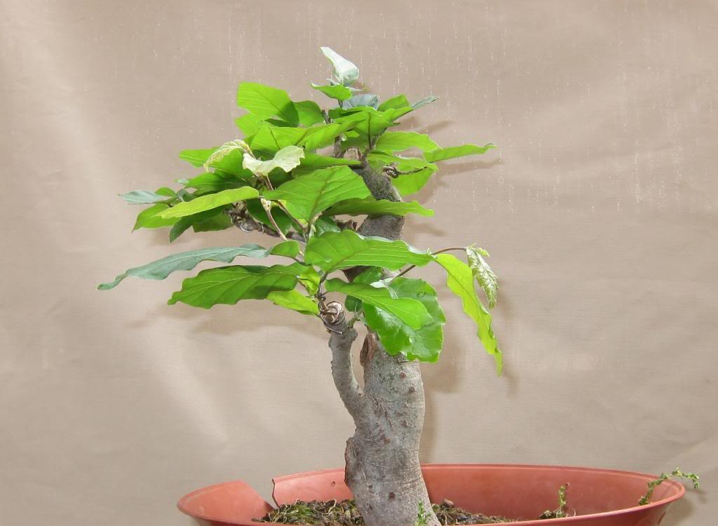 leaves13.jpg