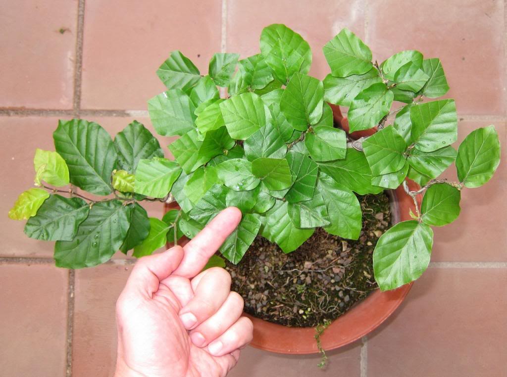 leaves16.jpg