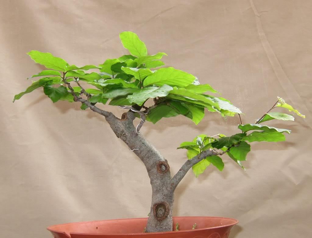 leaves2.jpg