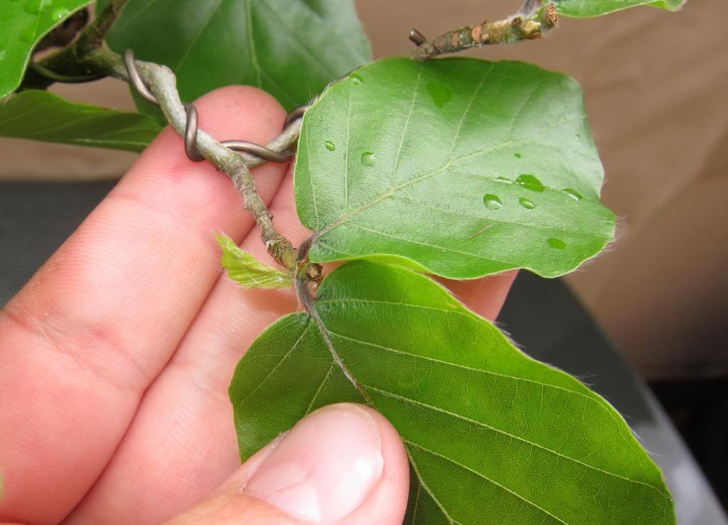 leaves4.jpg