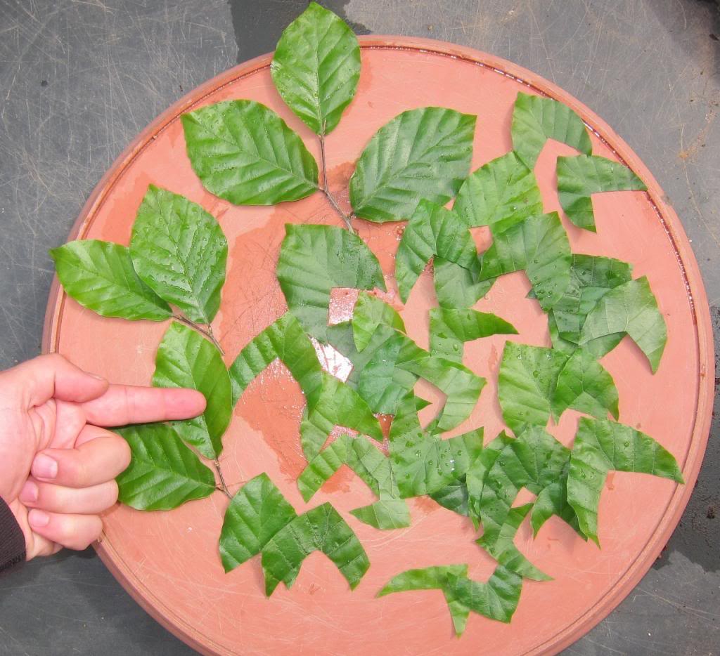 leaves8.jpg